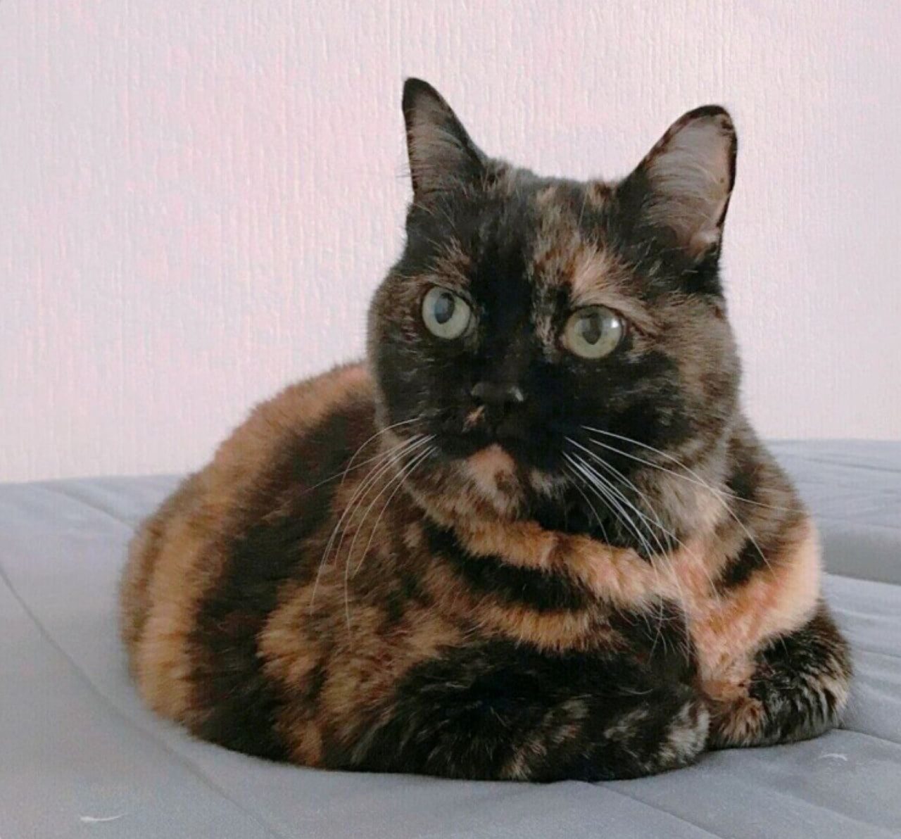 Фото_ Кошка Джоли_обработка